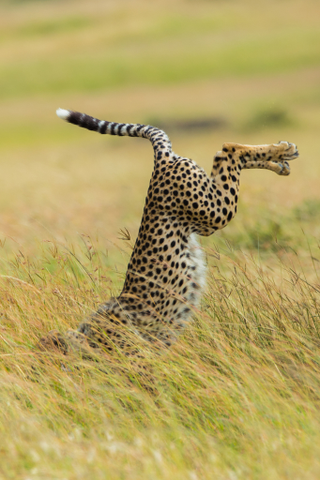 Illustration for article titled These Are the Winners of the 2015 Comedy Wildlife Awards